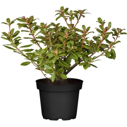 GROW By OBI Rhododendron "Princess Anne" Gelb Topf Ca. 4,6 L 3 GROW By OBI Rhododendron "Princess Anne" Gelb Topf Ca. 4,6 L