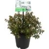 GROW By OBI Grönländischer Porst "Compactum" Weiß Topf Ca. 4,6 L Ledum 2 GROW By OBI Grönländischer Porst "Compactum" Weiß Topf Ca. 4,6 L Ledum -Compoten Geschaft st compactum weiss topf ca