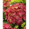 Ballhortensie "Magical" Rot Topf Ca. 5 L Hydrangea -Compoten Geschaft tensie magical rot topf ca