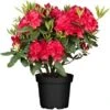 OBI Rhododendron "Nova Zembla" Rot Höhe Ca. 30 - 40 Cm Topf Ca. 5 L Rhododendron -Compoten Geschaft topf ca5 l rhododendron 1 1