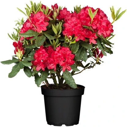 OBI Rhododendron "Nova Zembla" Rot Höhe Ca. 30 - 40 Cm Topf Ca. 5 L Rhododendron 3 OBI Rhododendron "Nova Zembla" Rot Höhe Ca. 30 - 40 Cm Topf Ca. 5 L Rhododendron
