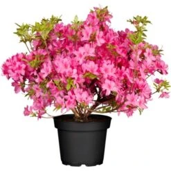 OBI Rhododendron "Roseum Elegans" Rosa Höhe Ca. 30-40 Cm Topf Ca.5l Rhododendron 13 OBI Rhododendron "Roseum Elegans" Rosa Höhe Ca. 30-40 Cm Topf Ca.5l Rhododendron -Compoten Geschaft topf ca5 l rhododendron 1