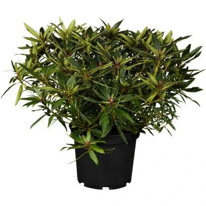 OBI Alpenrose "Graziella" Rosa Höhe Ca. 30 - 40 Cm Topf Ca. 5 L Rhododendron 3 OBI Alpenrose "Graziella" Rosa Höhe Ca. 30 - 40 Cm Topf Ca. 5 L Rhododendron