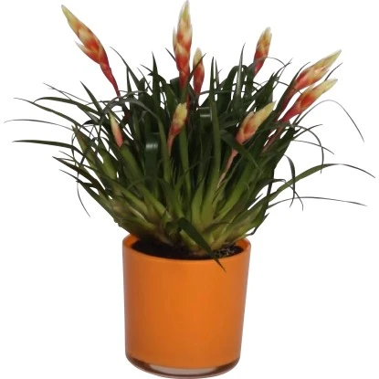 Vriesea-Arrangement Im Glas Topf-Ø Ca. 12 Cm 3 Vriesea-Arrangement Im Glas Topf-Ø Ca. 12 Cm