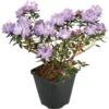 GROW By OBI Rhododendron "Lauretta" Violett-Blau Topf Ca. 4,6 L 1 GROW By OBI Rhododendron "Lauretta" Violett-Blau Topf Ca. 4,6 L -Compoten Geschaft uretta violettblau topf ca
