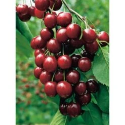 OBI Sauerkirsche "Morellenfeuer" Dunkelrot Höhe Ca. 120-140 Cm Topf Ca.7l Prunus