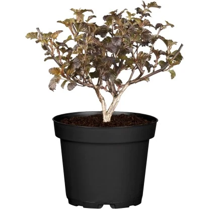 OBI Blasen-Spiere "Lady In Red" Rosa Höhe Ca. 30 - 40 Cm Topf Ca. 3 L Physocarpu 3 OBI Blasen-Spiere "Lady In Red" Rosa Höhe Ca. 30 - 40 Cm Topf Ca. 3 L Physocarpu