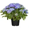 Bauernhortensie "Forever & Ever" Blau Höhe Ca. 40 - 50 Cm Topf Ca. 5 L Hydrangea -Compoten Geschaft ver blau container ca5 l 1