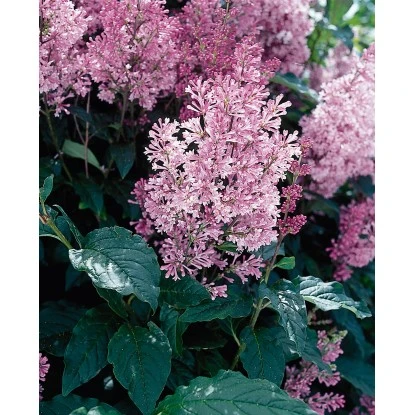 OBI Amerikanischer Flieder "Minuet" Violett Höhe Ca. 40 - 50 Cm Topf Ca. 3,5 L 5 OBI Amerikanischer Flieder "Minuet" Violett Höhe Ca. 40 - 50 Cm Topf Ca. 3,5 L – Bild 3