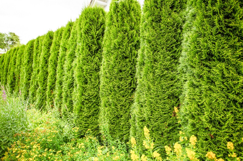 Compoten Geschaft -Compoten Geschaft hecke garten bb2