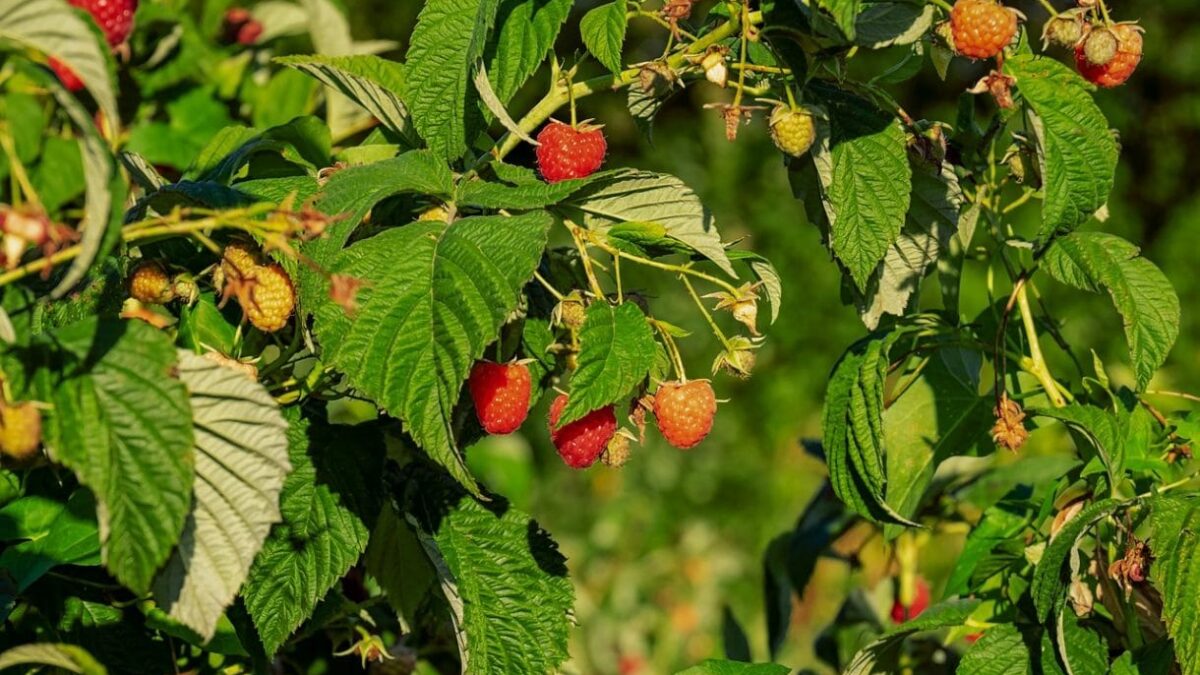 Compoten Geschaft -Compoten Geschaft raspberries 3609266 1280 e1604412968631 1200x675 1